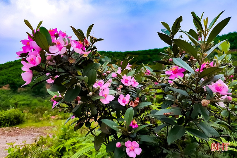 Tháng tư, tím biếc những đồi hoa sim ở Hà Tĩnh