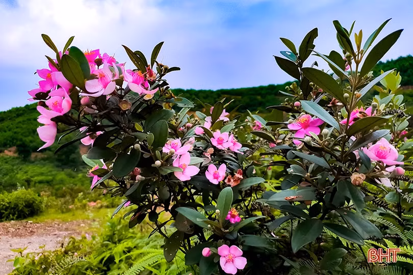 Tháng tư, tím biếc những đồi hoa sim ở Hà Tĩnh