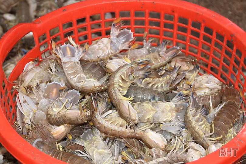 Về Hà Tĩnh đi chợ cá sớm mai