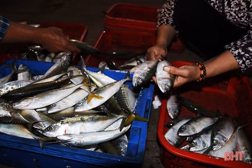 Về Hà Tĩnh đi chợ cá sớm mai