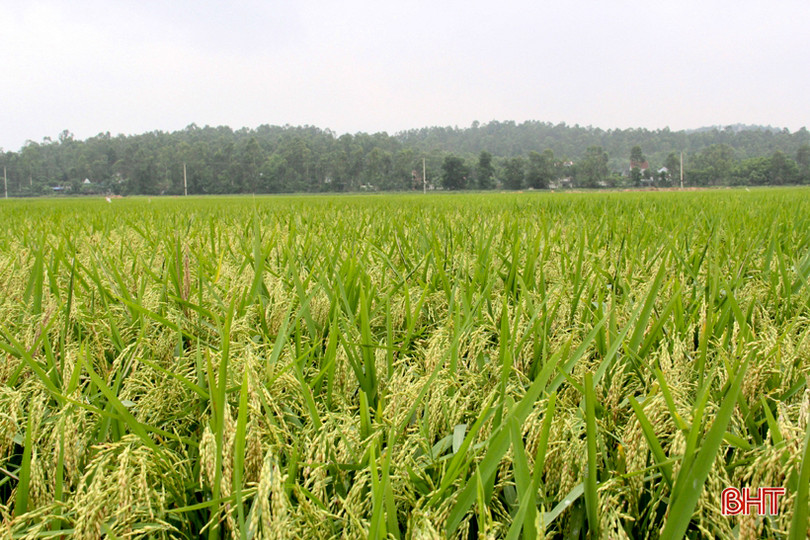 Tháng tư, tím biếc những đồi hoa sim ở Hà Tĩnh