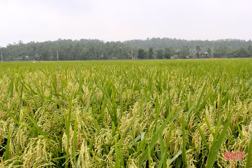 Tháng tư, tím biếc những đồi hoa sim ở Hà Tĩnh