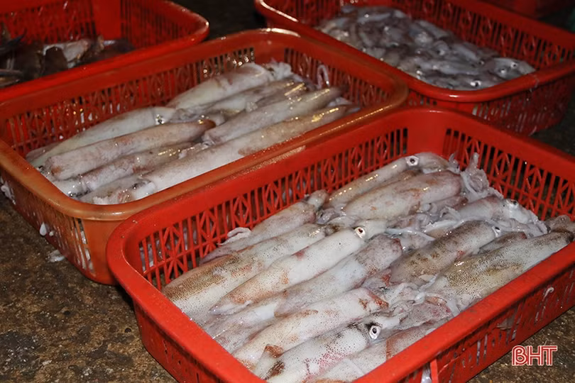 Về Hà Tĩnh đi chợ cá sớm mai