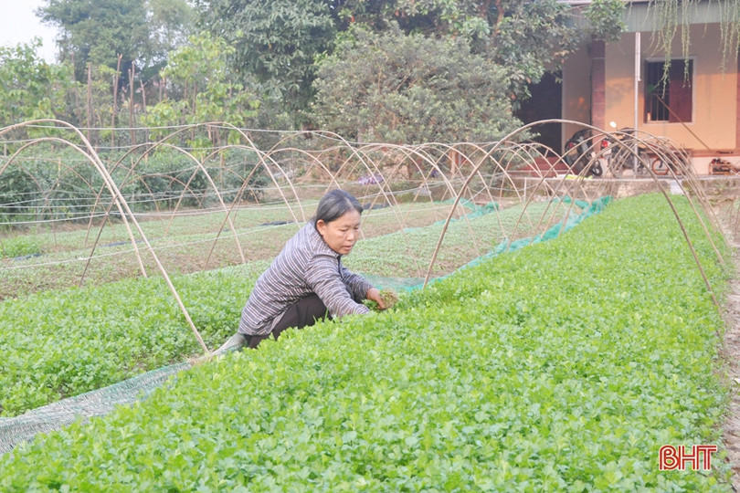 Mát mắt với những vườn rau quả của nông dân Hà Tĩnh