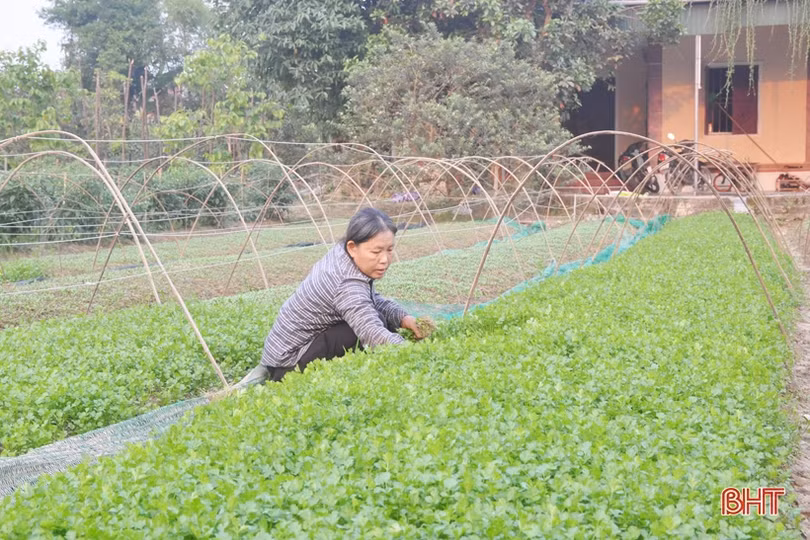 Mát mắt với những vườn rau quả của nông dân Hà Tĩnh