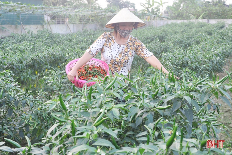 Mát mắt với những vườn rau quả của nông dân Hà Tĩnh