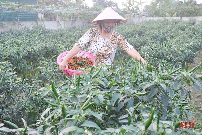 Mát mắt với những vườn rau quả của nông dân Hà Tĩnh