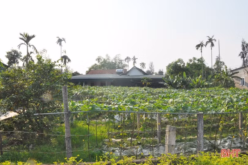 Mát mắt với những vườn rau quả của nông dân Hà Tĩnh