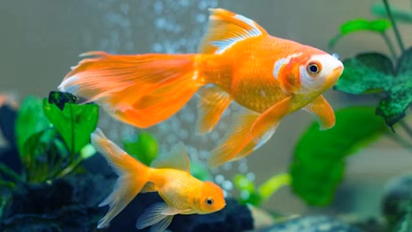 5 giấc mơ báo hiệu tài lộc gõ cửa, mọi sự hanh thông, hạnh phúc viên mãn