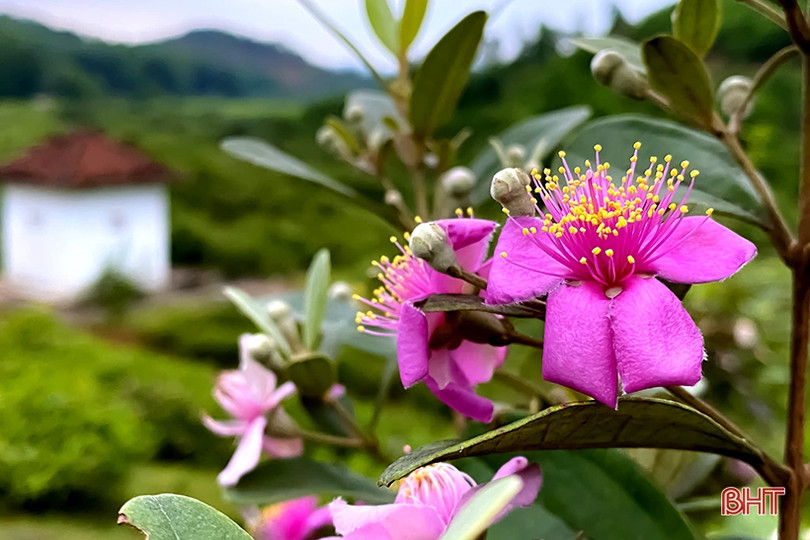 Tháng tư, tím biếc những đồi hoa sim ở Hà Tĩnh