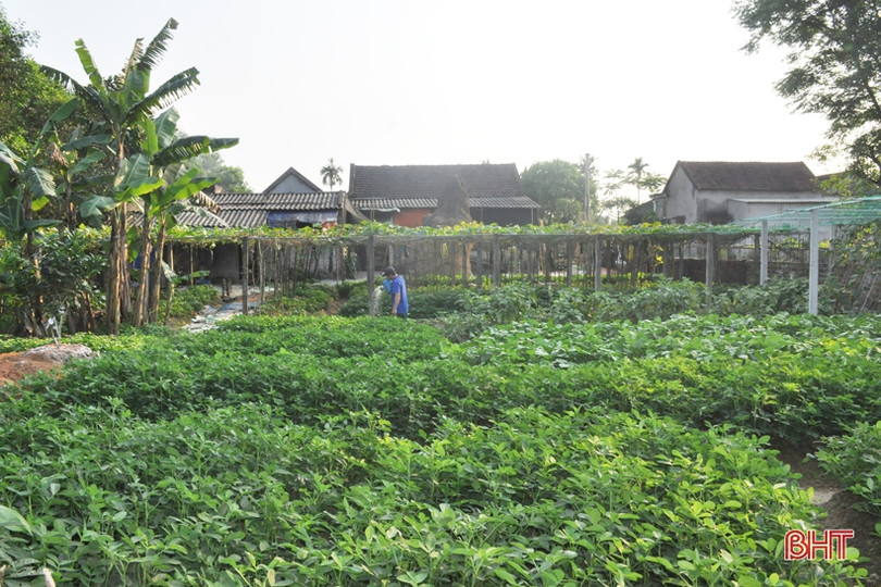 Mát mắt với những vườn rau quả của nông dân Hà Tĩnh