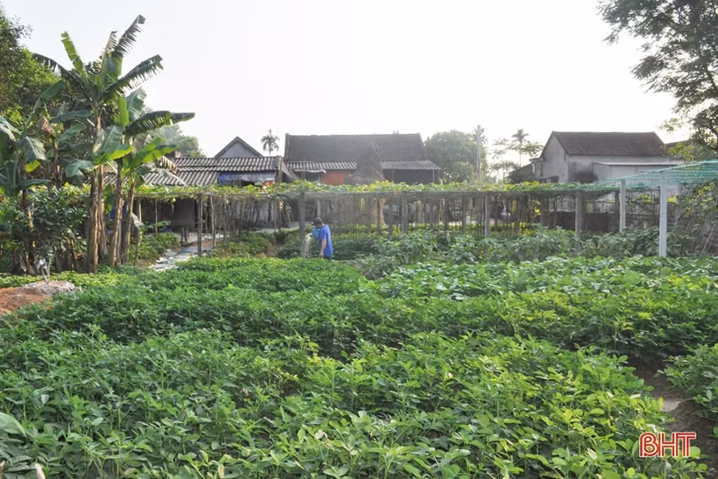 Mát mắt với những vườn rau quả của nông dân Hà Tĩnh