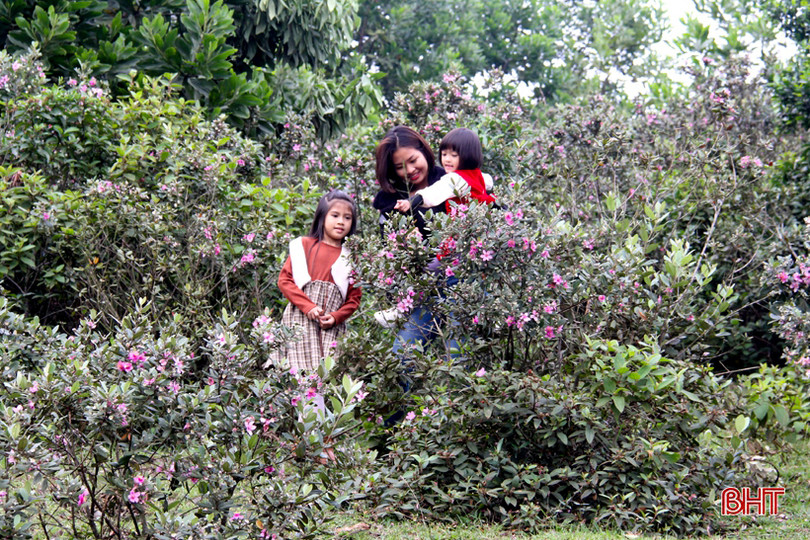 Tháng tư, tím biếc những đồi hoa sim ở Hà Tĩnh