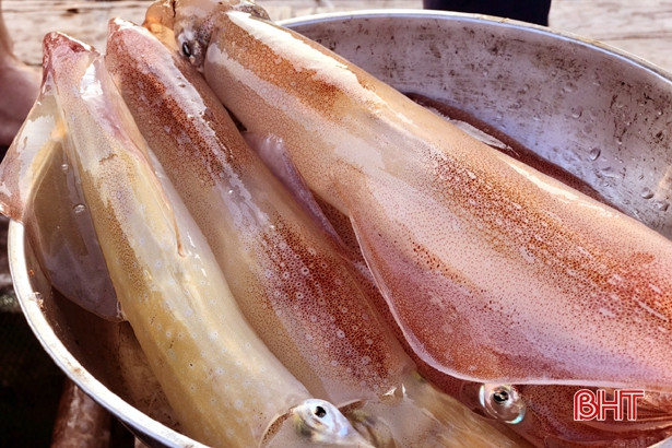 Về Hà Tĩnh không quên “Mực nhảy Vũng Áng”