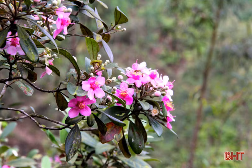 Tháng tư, tím biếc những đồi hoa sim ở Hà Tĩnh