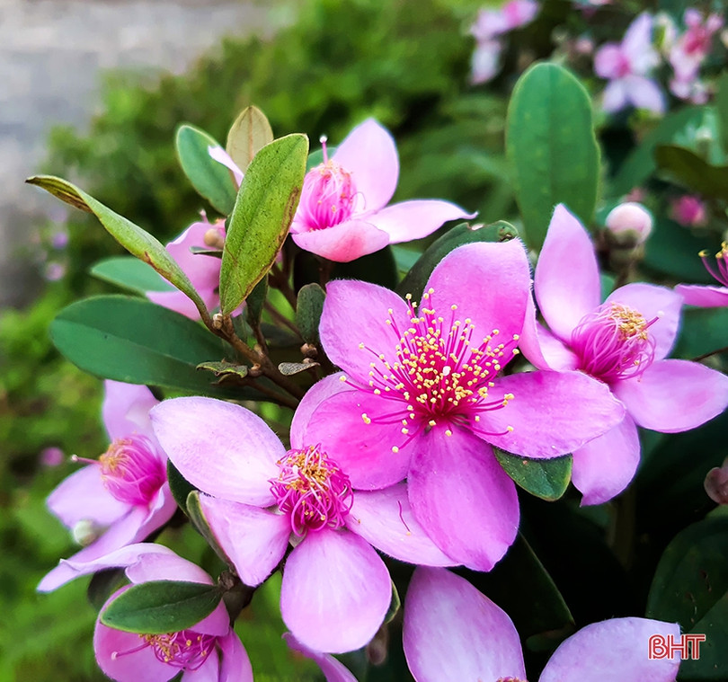 Tháng tư, tím biếc những đồi hoa sim ở Hà Tĩnh