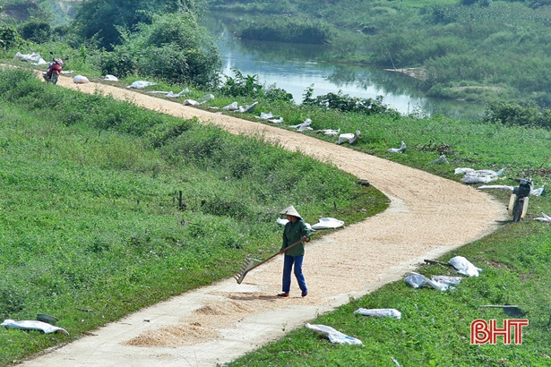 “Quên” lễ, nông dân Vũ Quang ra đồng thu hoạch ngô đông