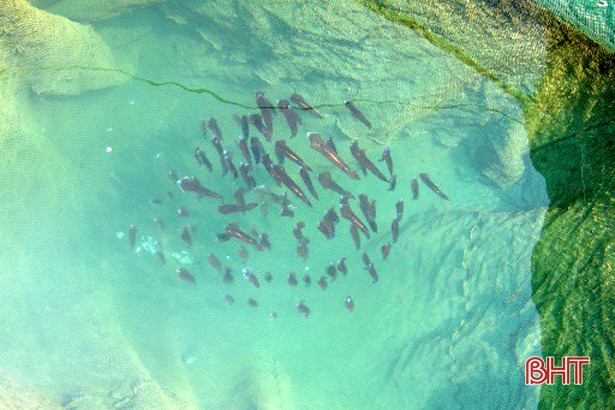 Về Hà Tĩnh không quên “Mực nhảy Vũng Áng” ảnh 4 Về Hà Tĩnh không quên “Mực nhảy Vũng Áng”