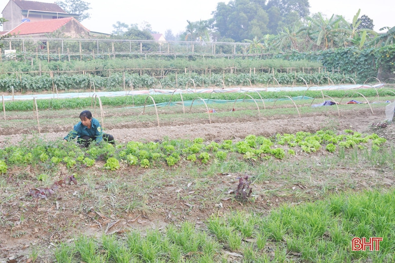 Mát mắt với những vườn rau quả của nông dân Hà Tĩnh