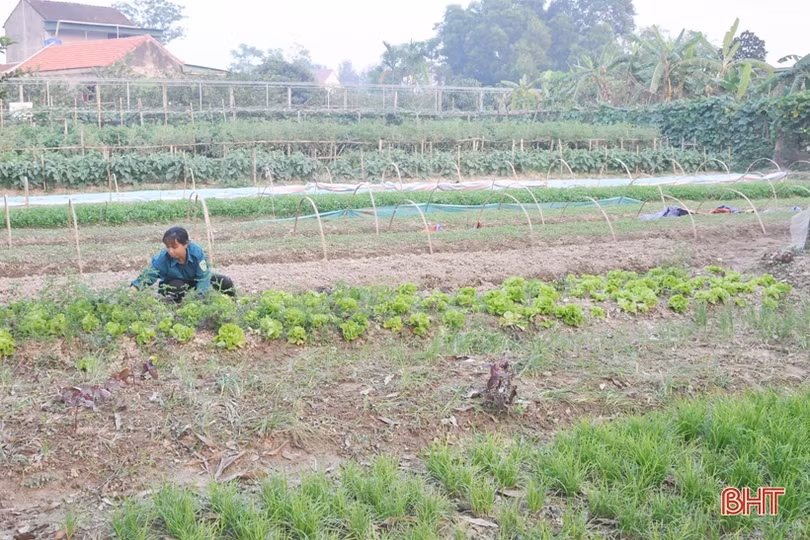 Mát mắt với những vườn rau quả của nông dân Hà Tĩnh