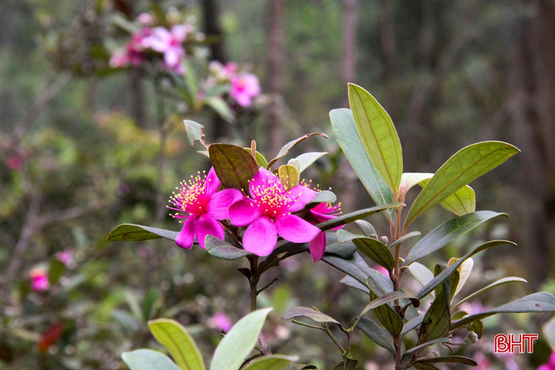 Tháng tư, tím biếc những đồi hoa sim ở Hà Tĩnh