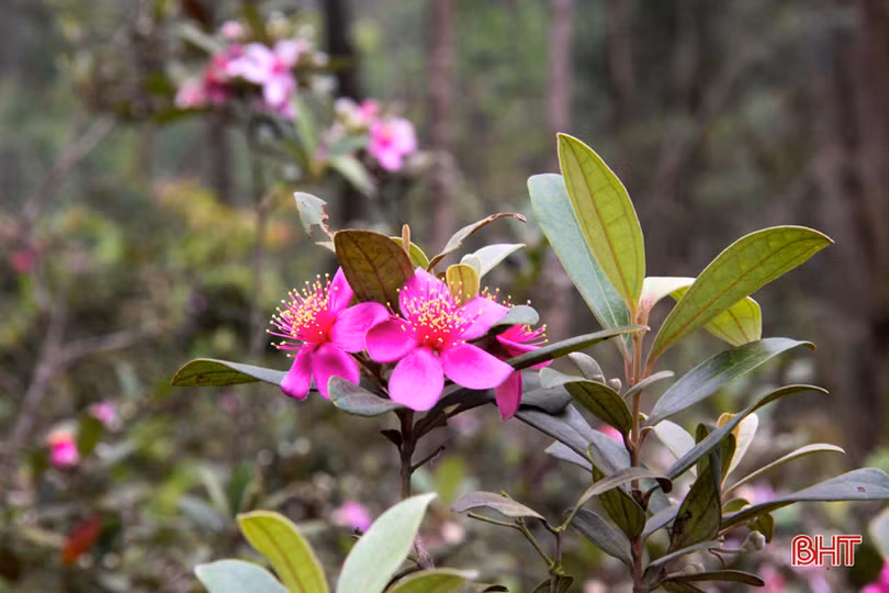 Tháng tư, tím biếc những đồi hoa sim ở Hà Tĩnh