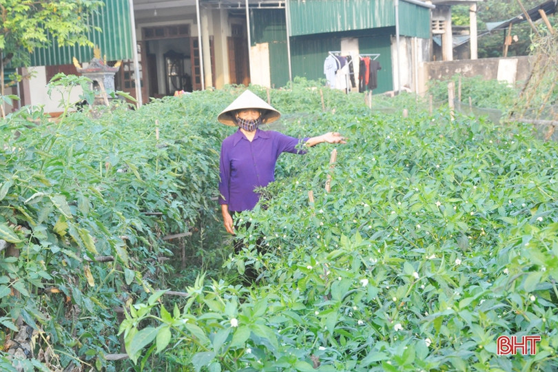 Mát mắt với những vườn rau quả của nông dân Hà Tĩnh