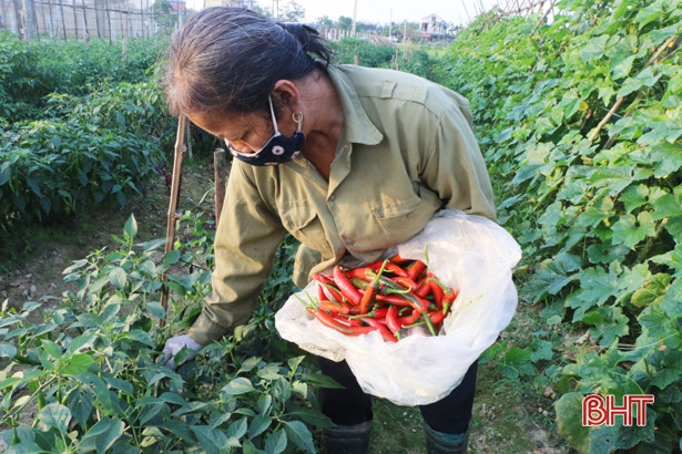 Sản xuất nông nghiệp, động lực để kinh tế Hà Tĩnh bứt phá sau đại dịch