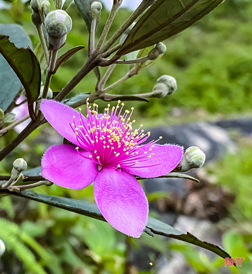 Tháng tư, tím biếc những đồi hoa sim ở Hà Tĩnh