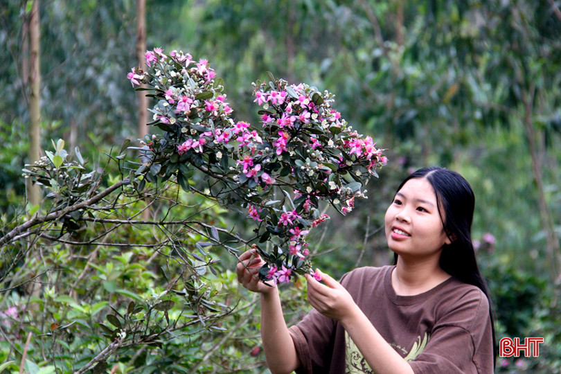 Tháng tư, tím biếc những đồi hoa sim ở Hà Tĩnh