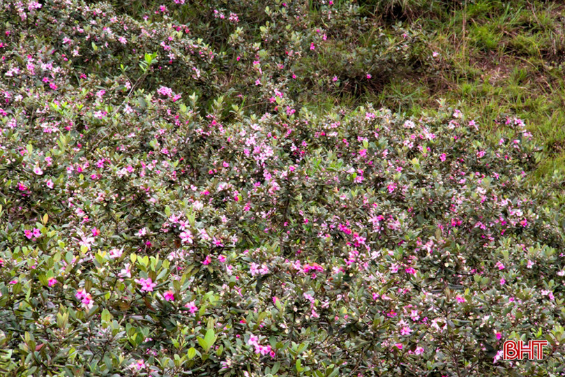 Tháng tư, tím biếc những đồi hoa sim ở Hà Tĩnh