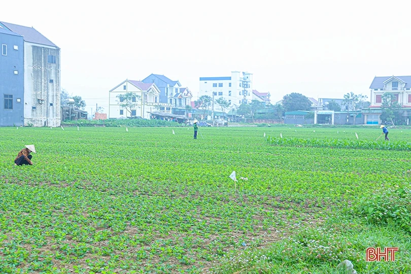 Chuyên gia cảnh báo các dịch bệnh trên đồng ruộng Hà Tĩnh