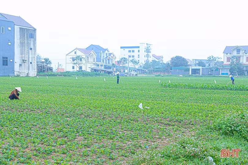 Chuyên gia cảnh báo các dịch bệnh trên đồng ruộng Hà Tĩnh