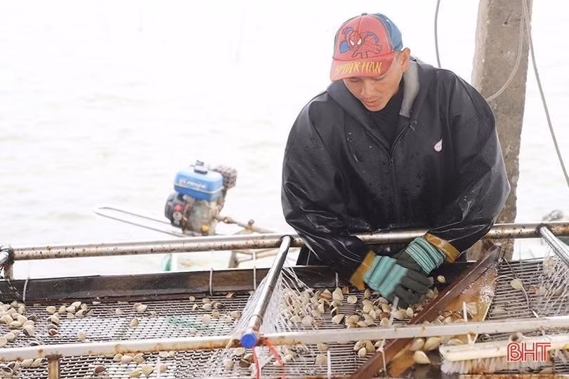 Người nuôi ngao ở Hà Tĩnh tận thu sau sự cố kỹ thuật