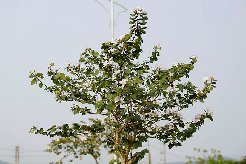 Vẻ đẹp của hoa ban trên cung đường dẫn tới Hoan Châu đệ nhất danh lam 