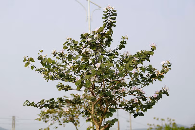 Vẻ đẹp của hoa ban trên cung đường dẫn tới Hoan Châu đệ nhất danh lam 