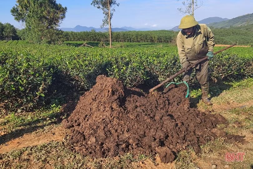 Năng suất cao, giá tốt, người trồng chè Kỳ Anh phấn khởi