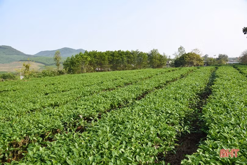 Năng suất cao, giá tốt, người trồng chè Kỳ Anh phấn khởi