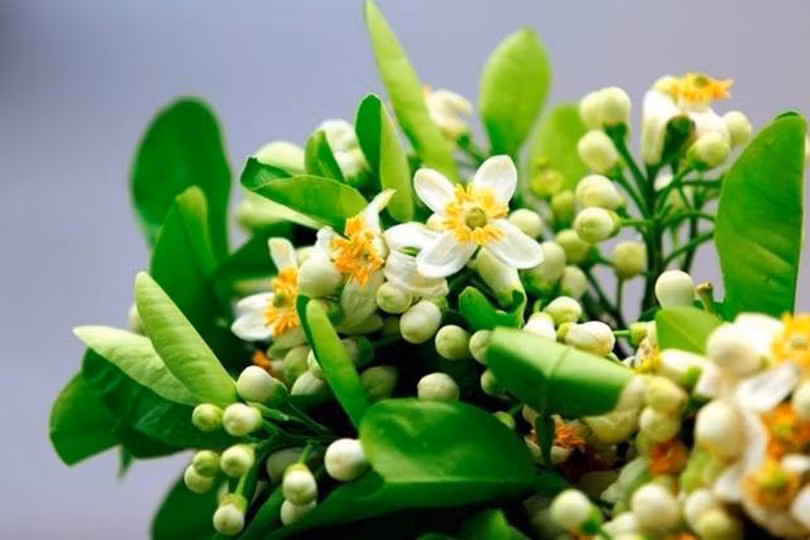 Dịu dàng màu nắng tháng ba