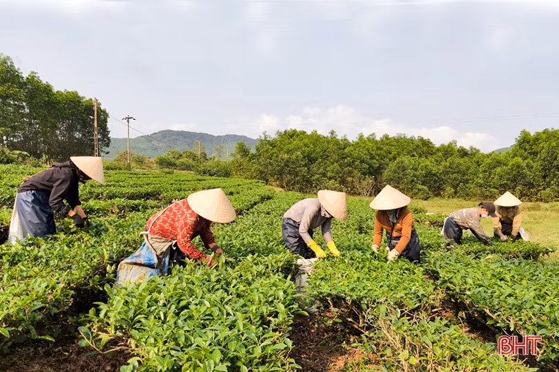 Năng suất cao, giá tốt, người trồng chè Kỳ Anh phấn khởi