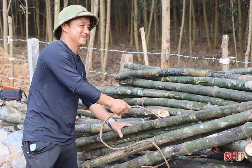 Thanh niên hoàn lương, trồng cây dược liệu ba kích trên đất đồi Kẻ Gỗ