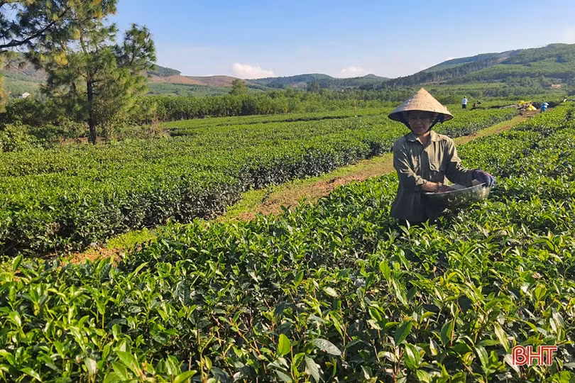 Năng suất cao, giá tốt, người trồng chè Kỳ Anh phấn khởi