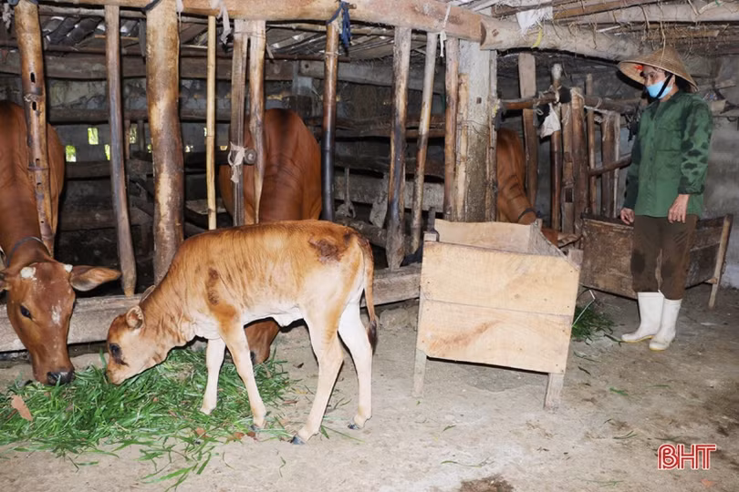 Vũ Quang tổ chức nhiều hoạt động chào mừng đại hội hội nông dân các cấp 