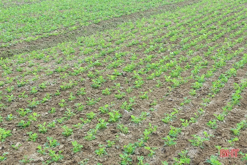 Chuyên gia cảnh báo các dịch bệnh trên đồng ruộng Hà Tĩnh