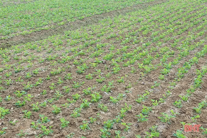 Chuyên gia cảnh báo các dịch bệnh trên đồng ruộng Hà Tĩnh