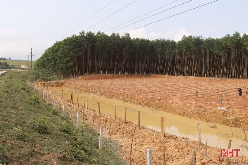 Thanh niên hoàn lương, trồng cây dược liệu ba kích trên đất đồi Kẻ Gỗ