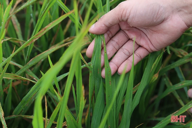 Chuyên gia cảnh báo các dịch bệnh trên đồng ruộng Hà Tĩnh
