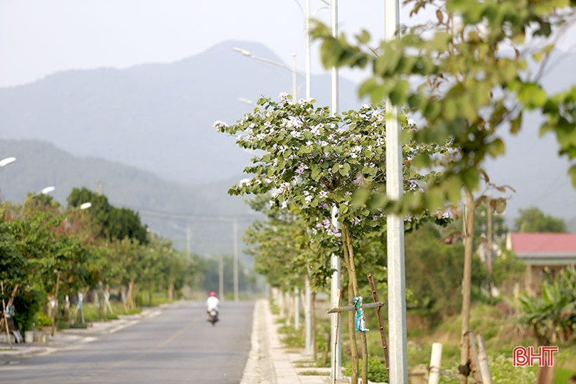 Vẻ đẹp của hoa ban trên cung đường dẫn tới Hoan Châu đệ nhất danh lam 