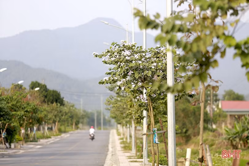 Vẻ đẹp của hoa ban trên cung đường dẫn tới Hoan Châu đệ nhất danh lam 