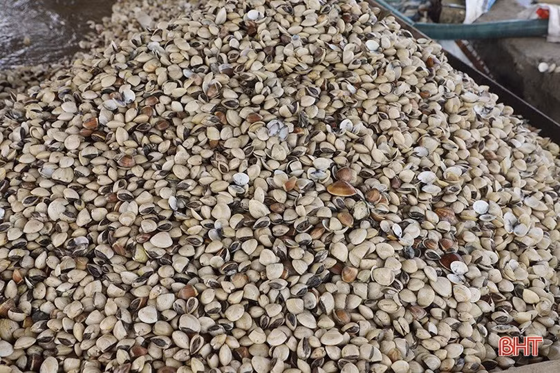 Người nuôi ngao ở Hà Tĩnh tận thu sau sự cố kỹ thuật
